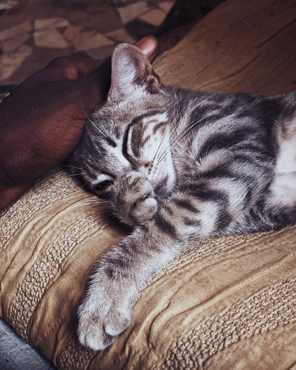 silver tabby cat lying on brown textile