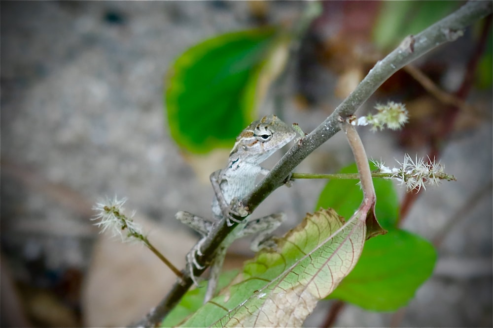 green and white frog on green leaf during daytime