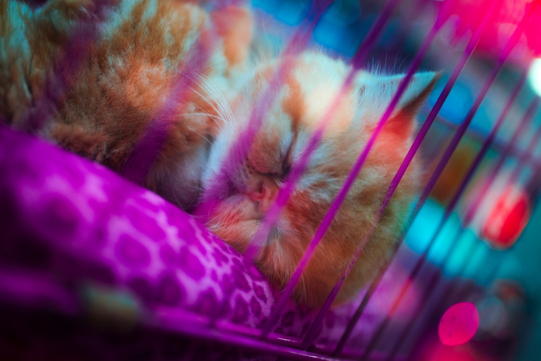 orange tabby cat lying on pink and white polka dot textile