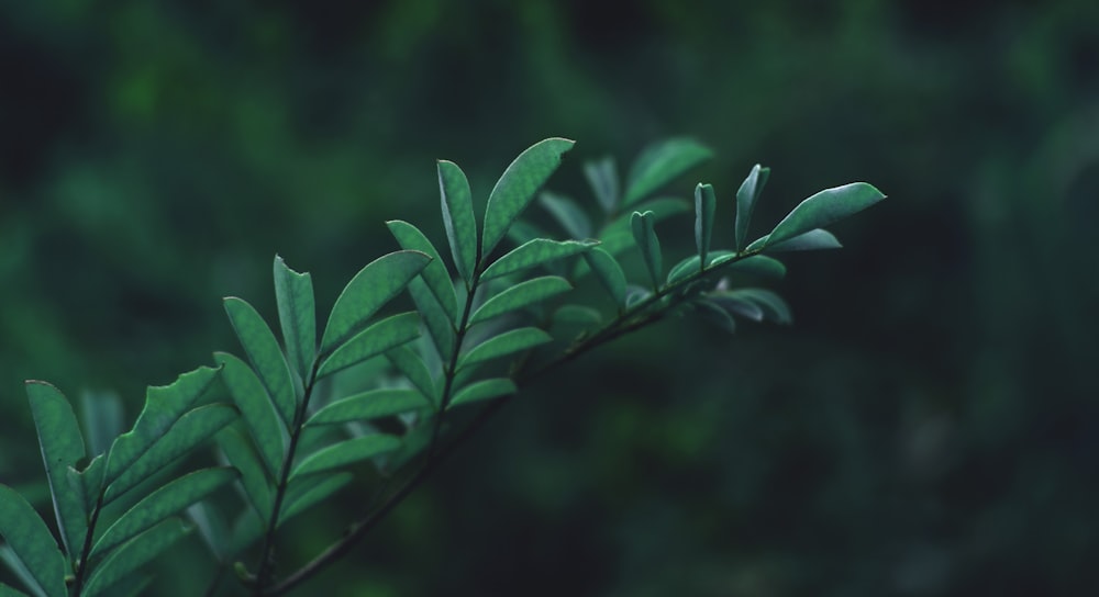 green leaves in tilt shift lens