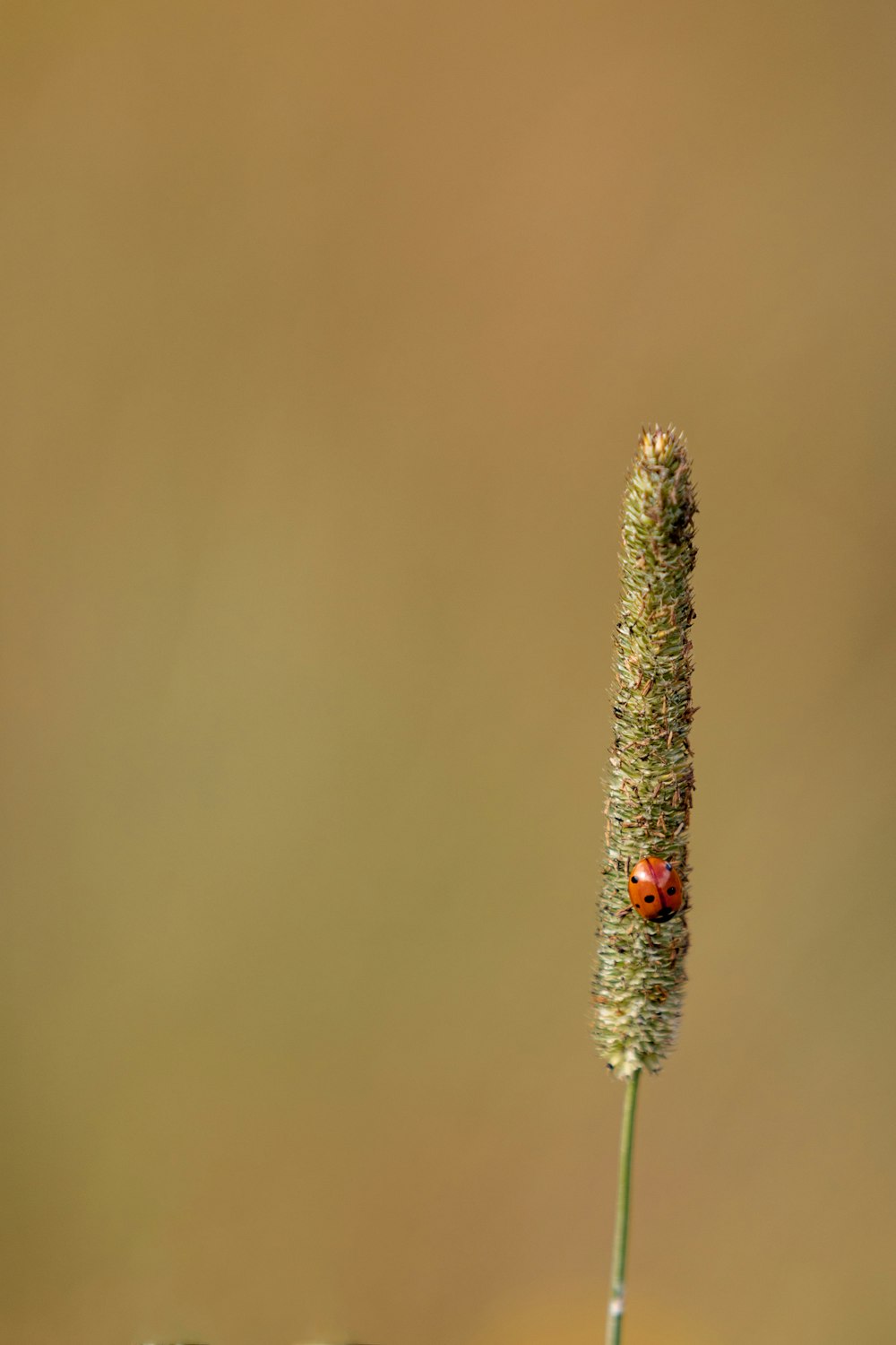 green plant in macro lens