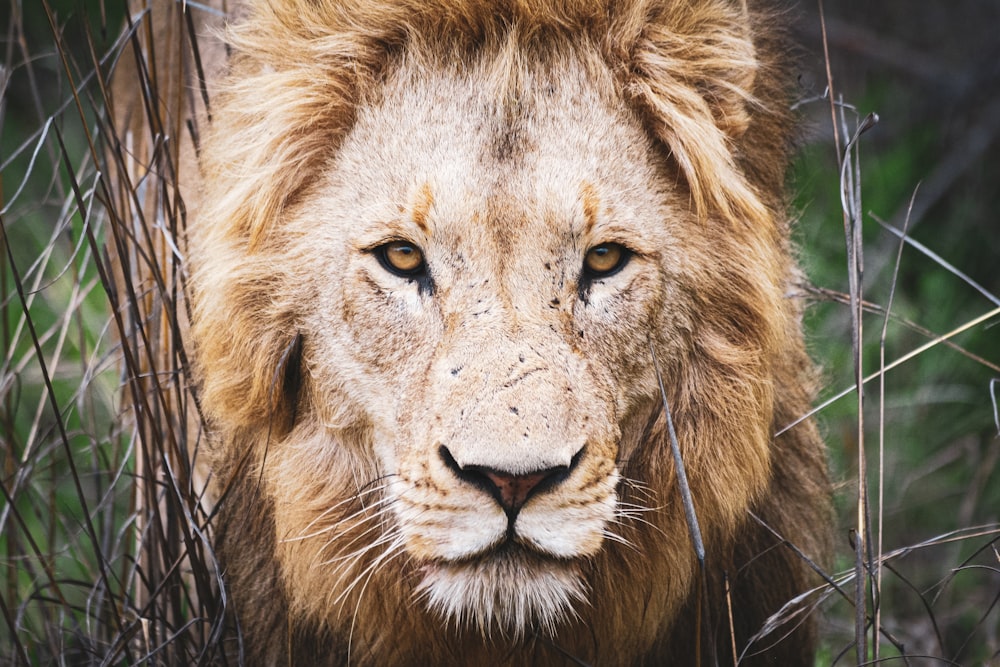 León marrón en fotografía de primer plano