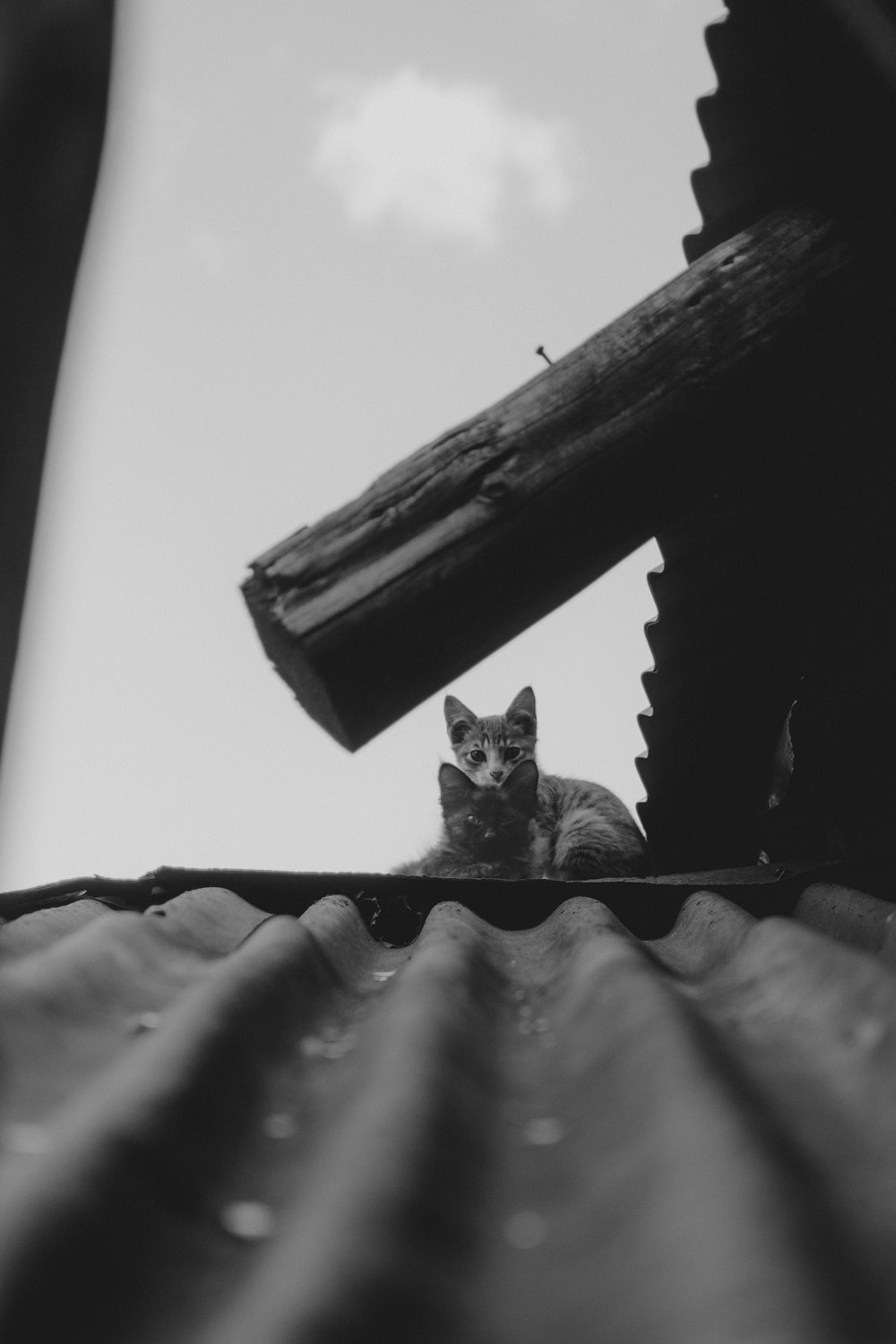 grayscale photo of cat on roof