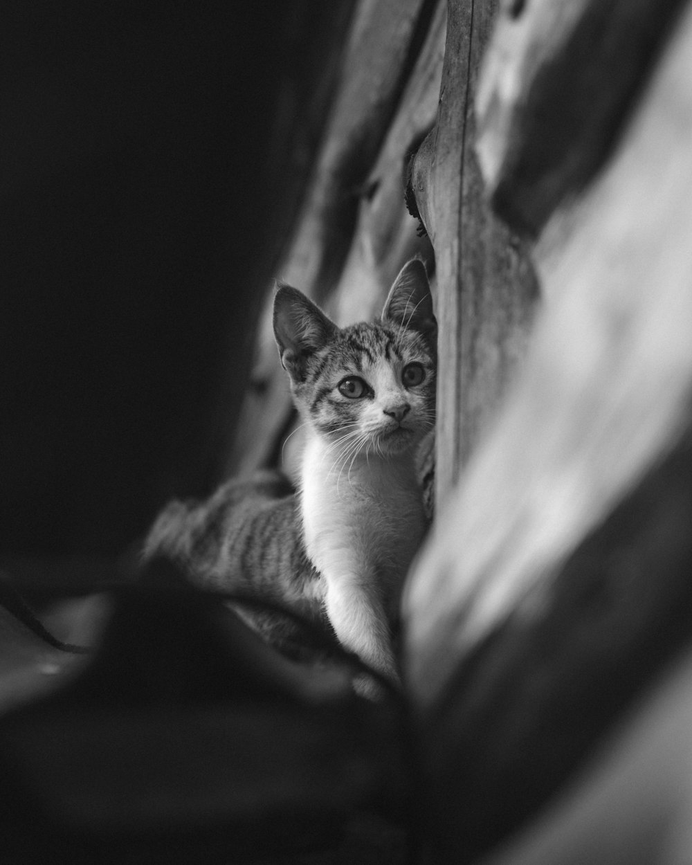 grayscale photo of cat on table