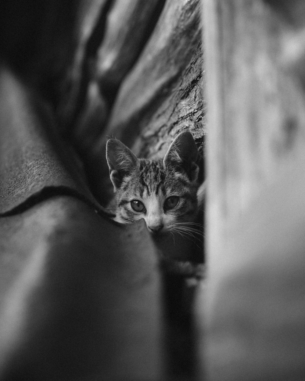 grayscale photo of tabby cat on textile