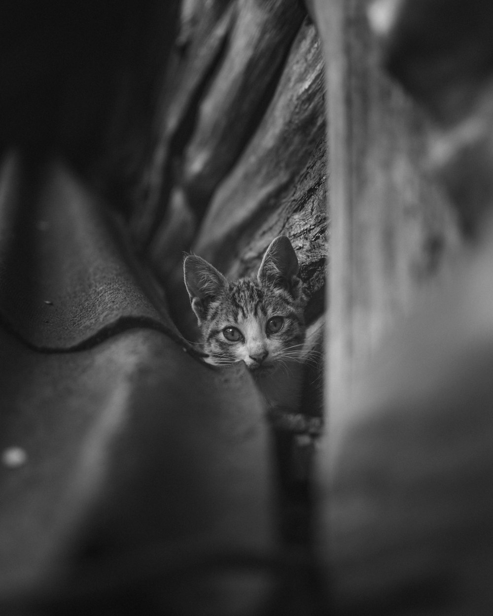 grayscale photo of tabby cat