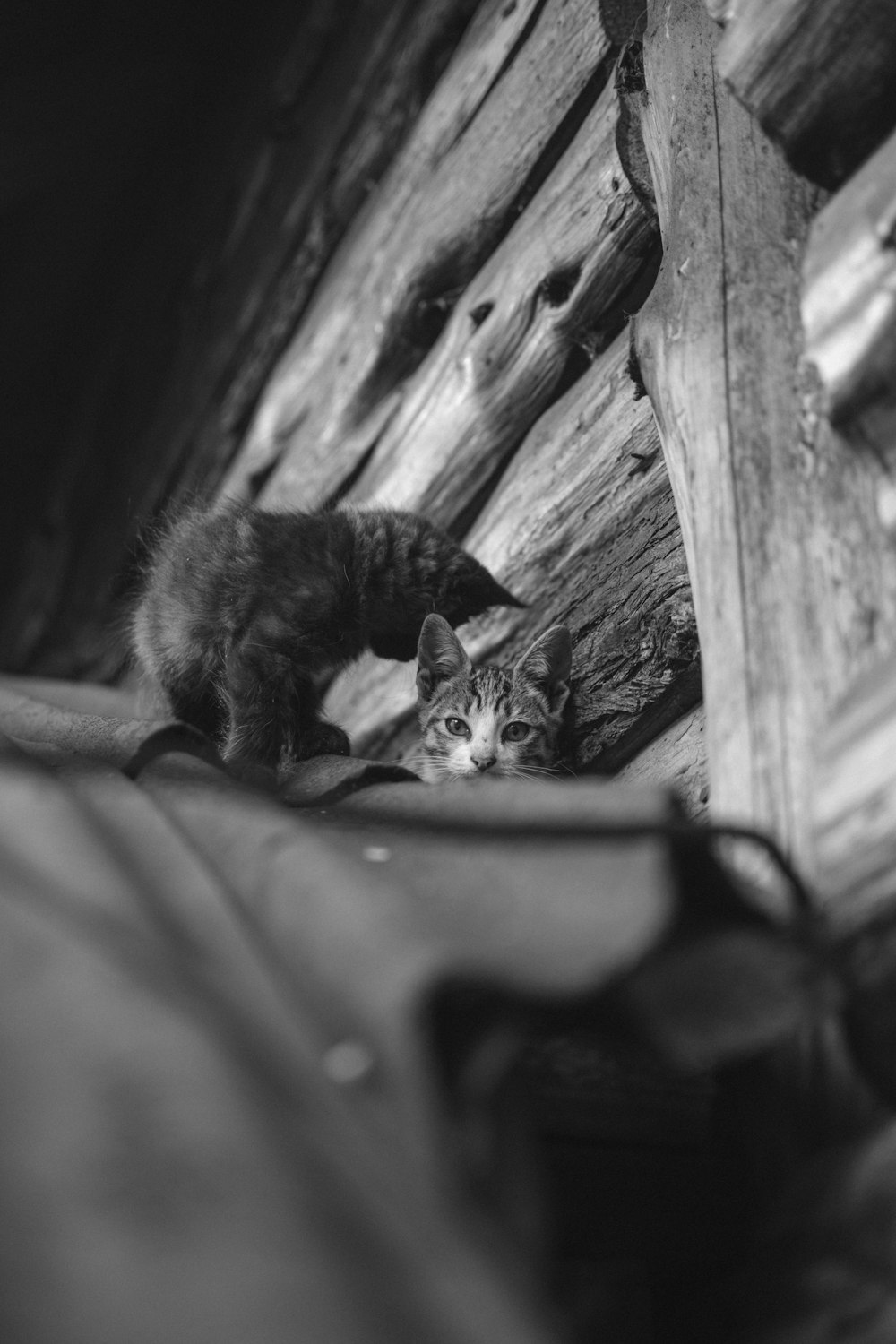 grayscale photo of cat on pet bed