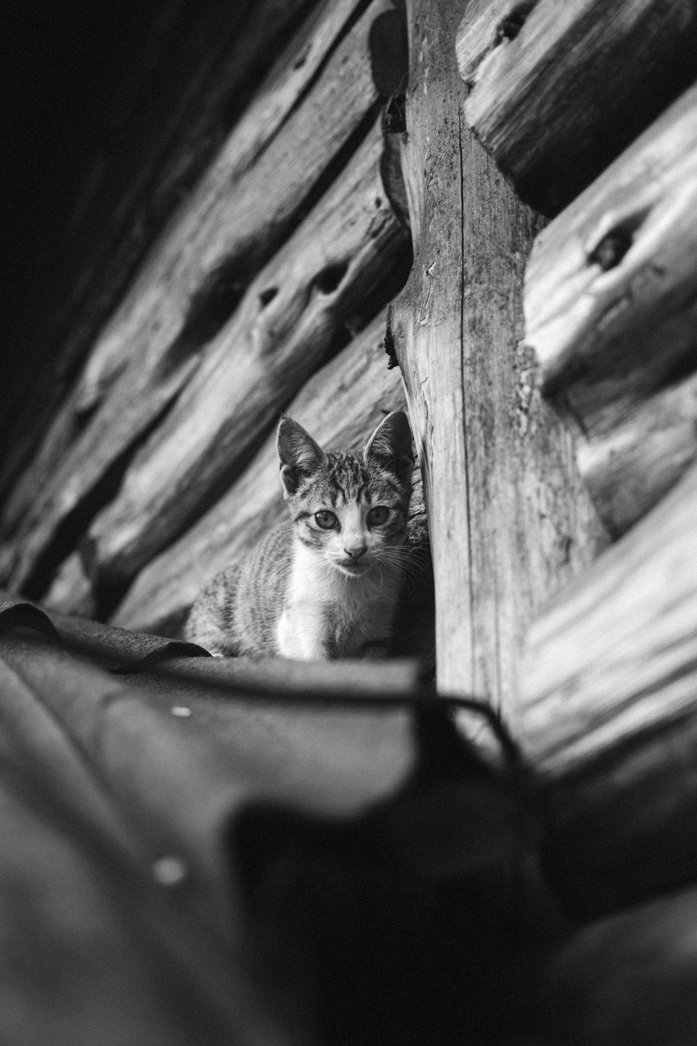 grayscale photo of tabby cat on rock