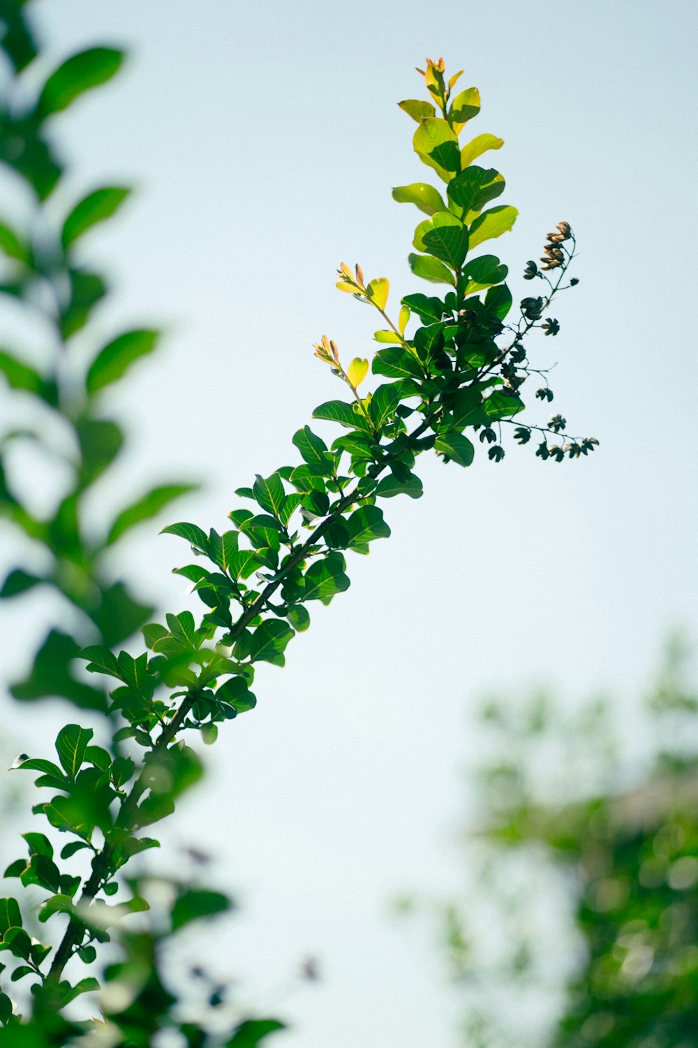 green plant in tilt shift lens