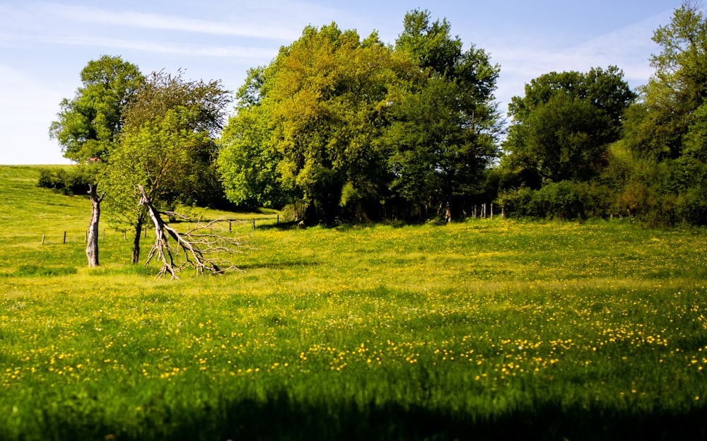 green grass field with trees during daytime