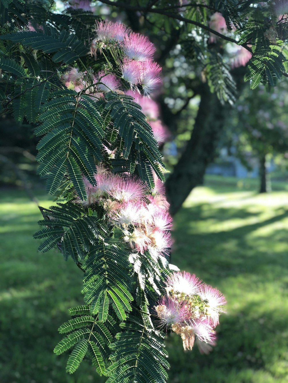 pink flowers on green grass field during daytime