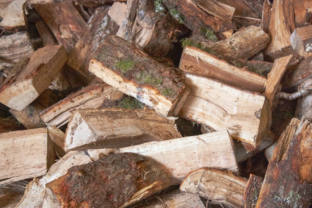 tronchi di legno marroni e bianchi