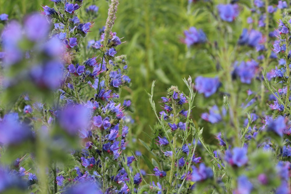 purple flowers in tilt shift lens