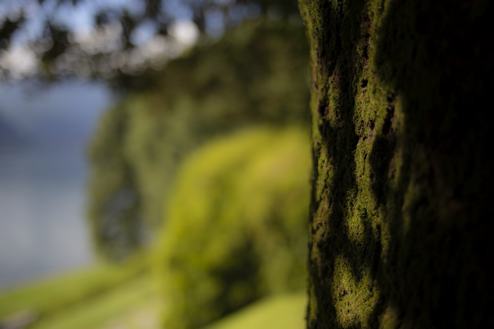 musgo verde no tronco marrom da árvore