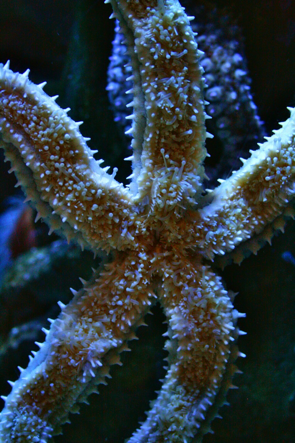 brown starfish in close up photography