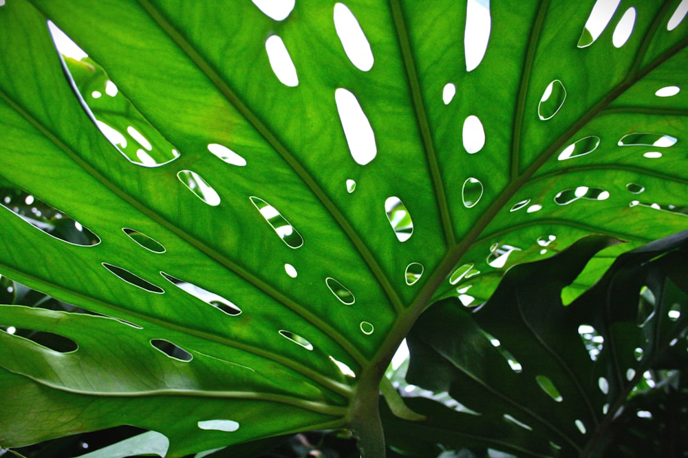 water droplets on green leaf