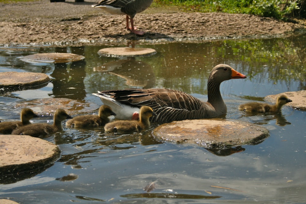 Pato marrón en el agua durante el día