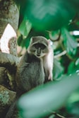 black and white monkey on tree branch during daytime