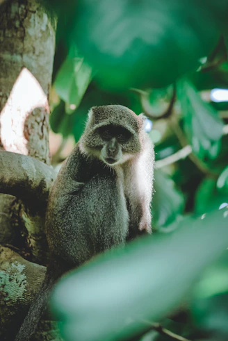 black and white monkey on tree branch during daytime