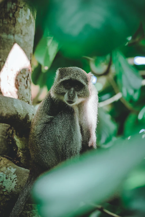 black and white monkey on tree branch during daytime
