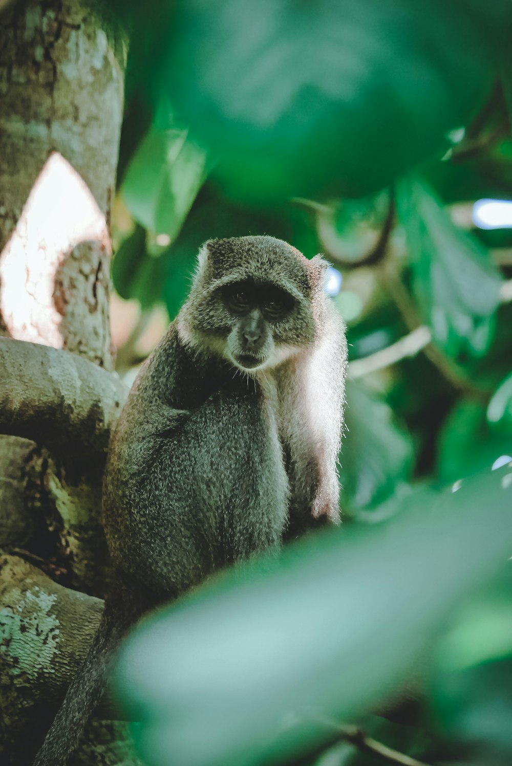 black and white monkey on tree branch during daytime