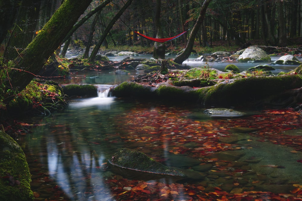 river in the middle of forest