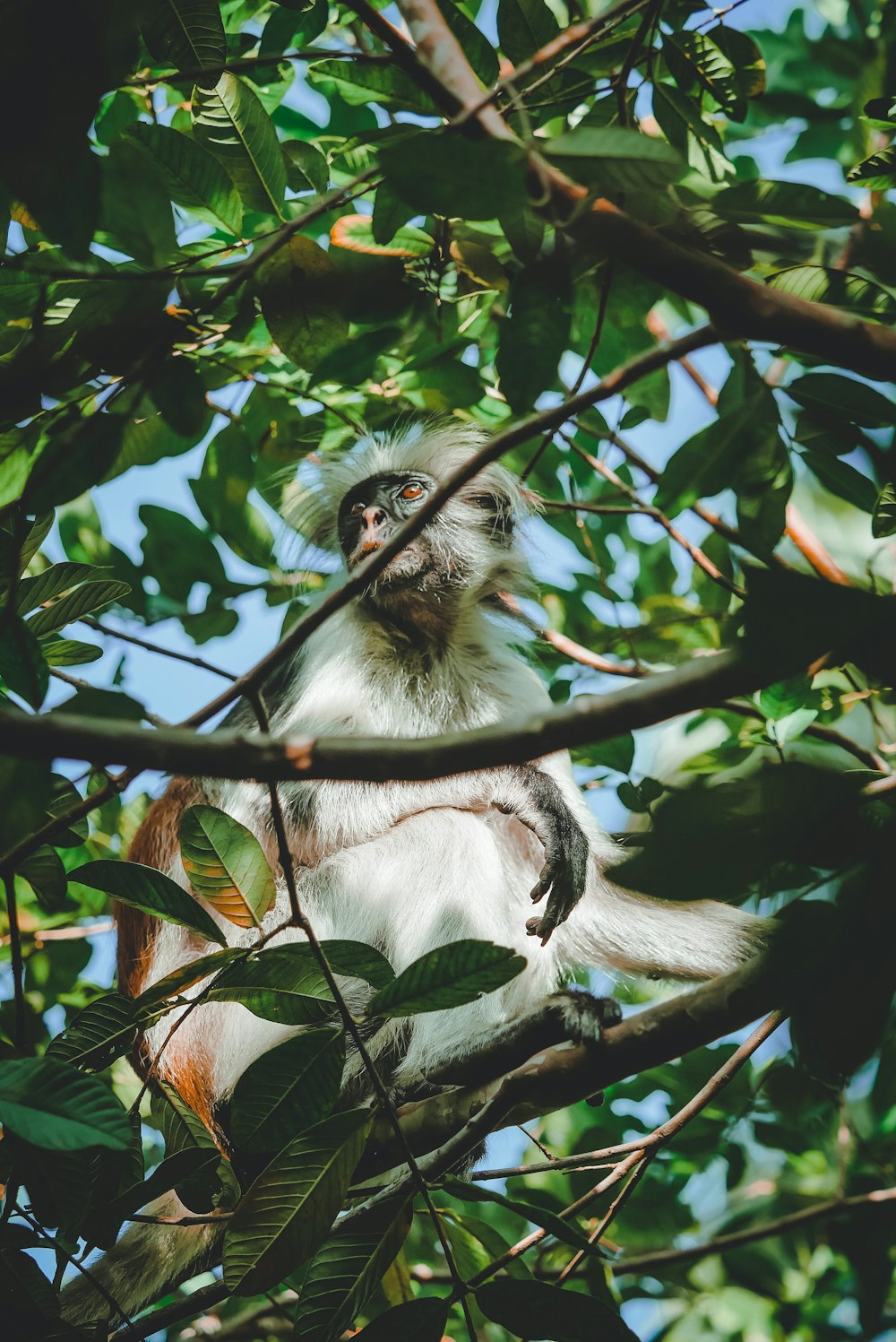 昼間の木の枝にとまる白猿と黒猿