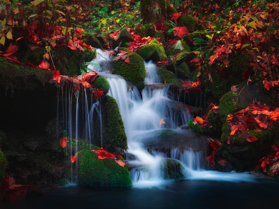 water fountain in the middle of the forest