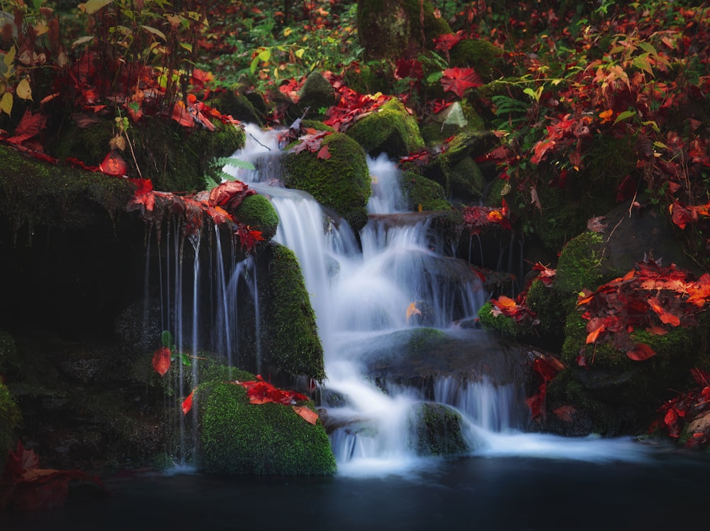 water fountain in the middle of the forest