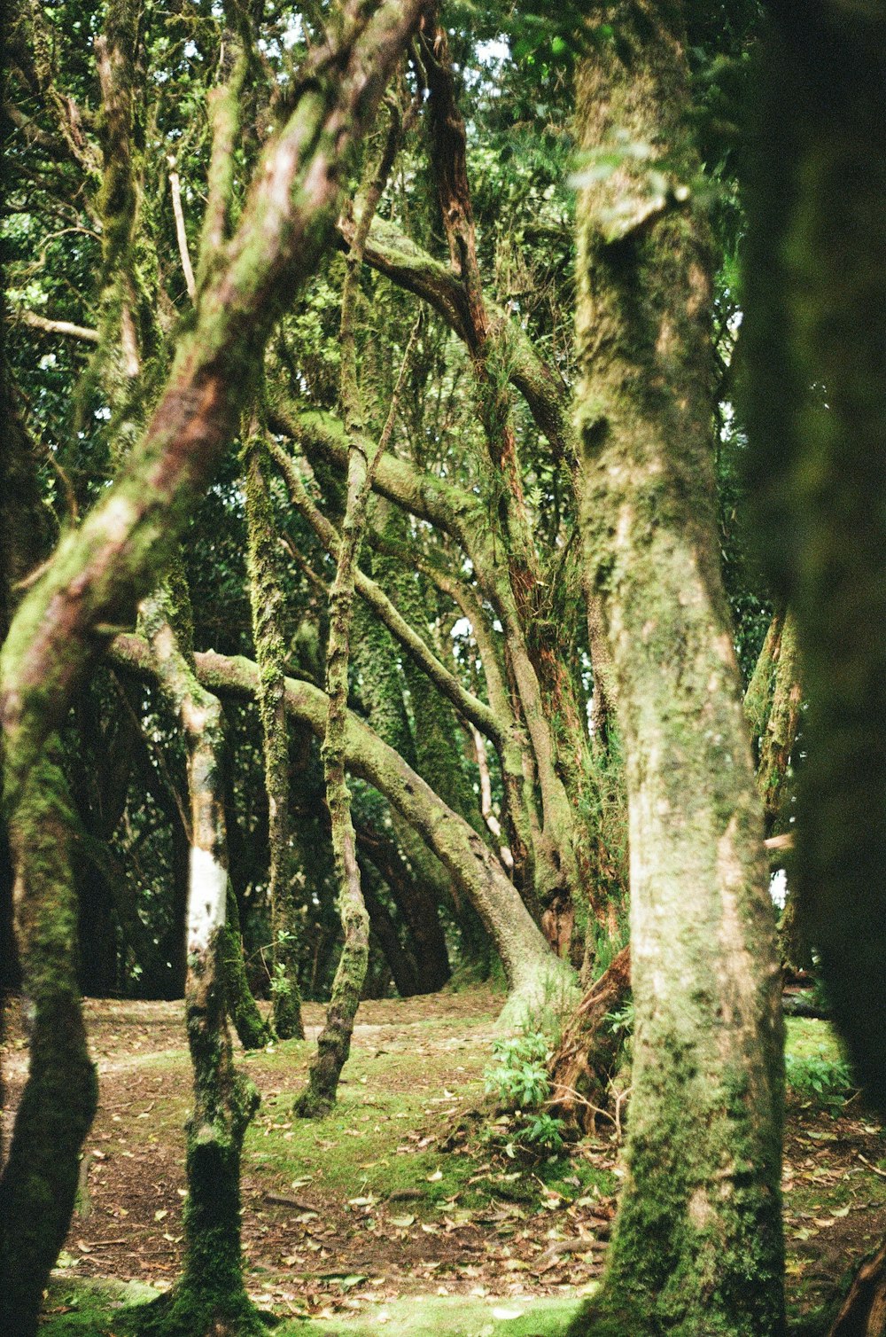 brown trees on green grass field during daytime