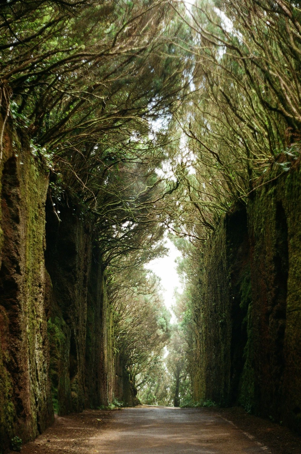 Arbres bruns sur sol brun