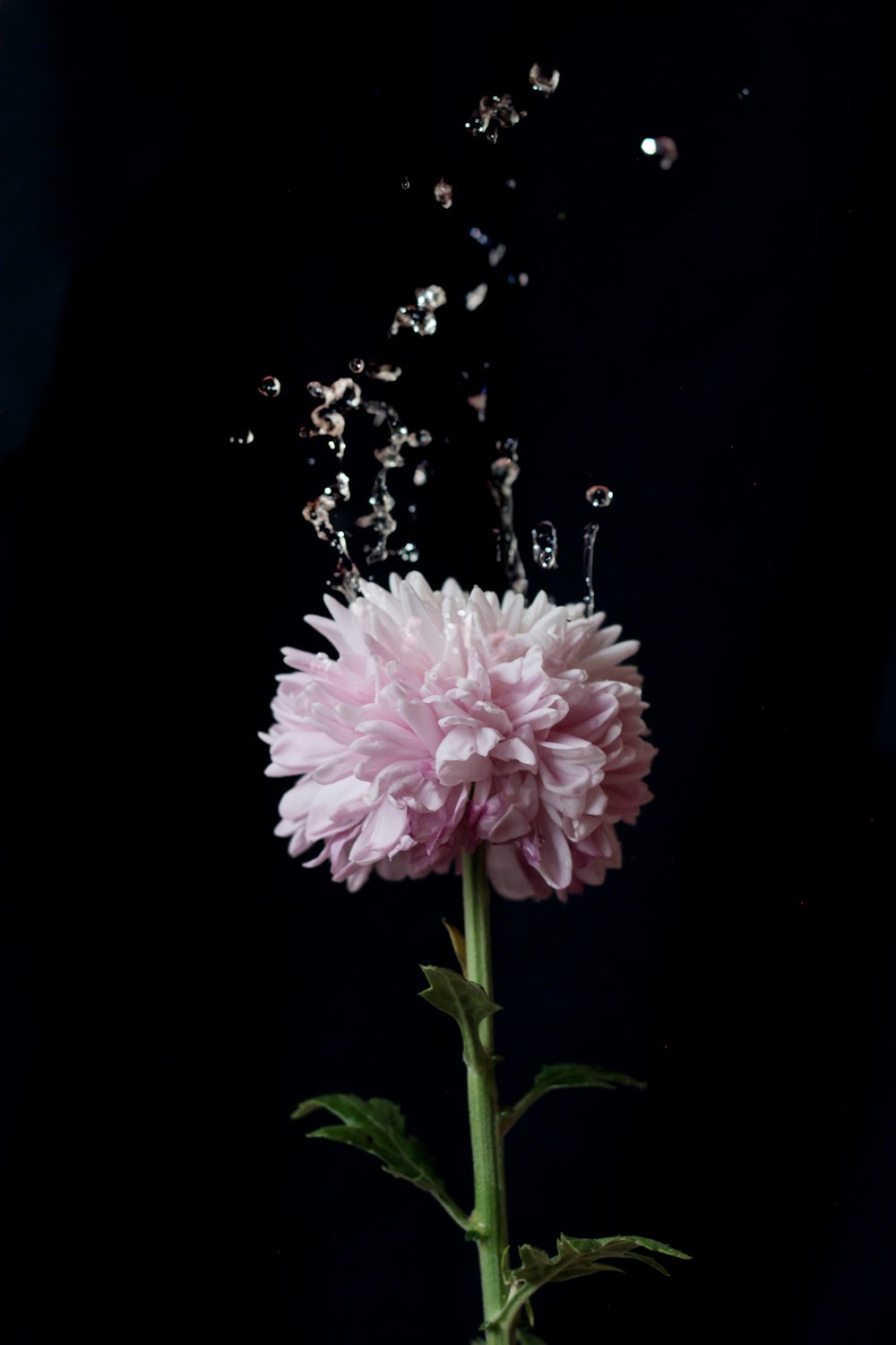 rosa Blume mit Wassertröpfchen