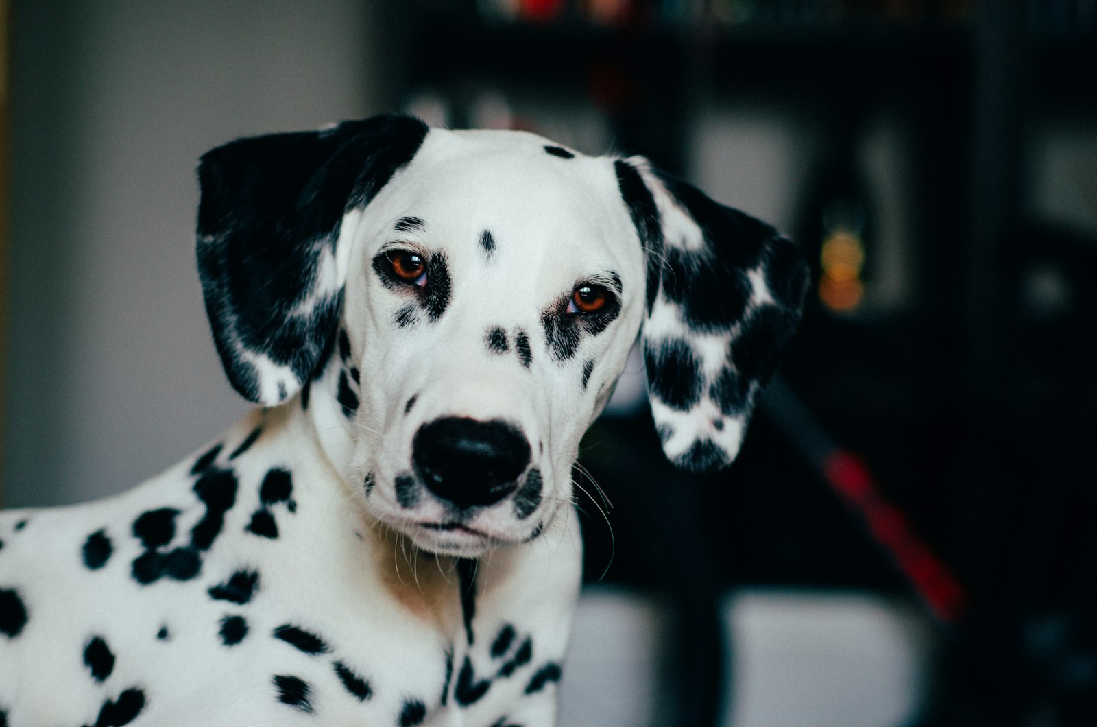 DIY Enrichment for a Dalmatian (One Hour, Indoor)