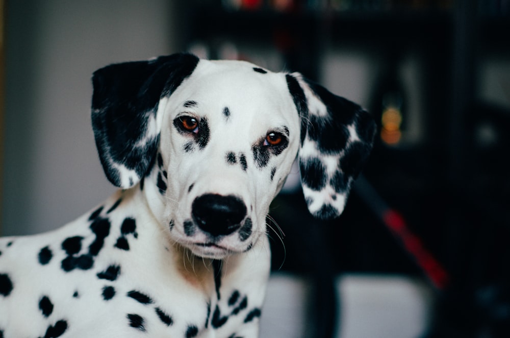 Perro dálmata blanco y negro