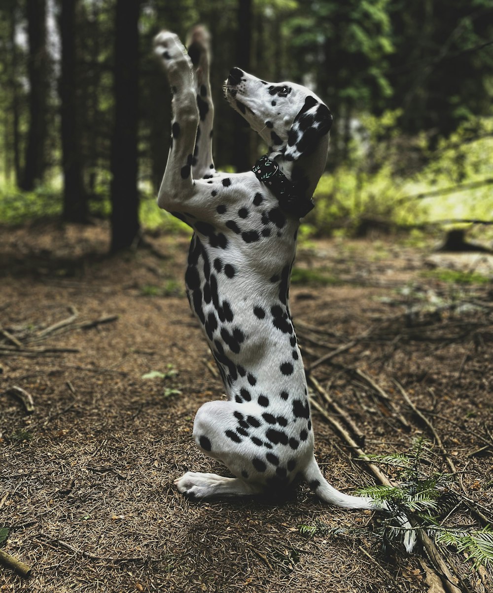black and white dalmatian dog on brown ground