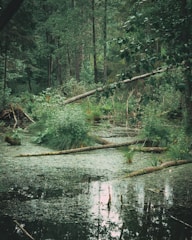 A lush, dense forest environment featuring a small body of water covered with green algae. Fallen trees and branches lie across the water, surrounded by thick vegetation and tall trees in the background. The scene suggests a serene natural setting with abundant greenery.