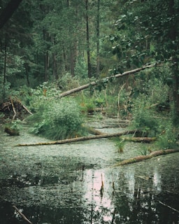 A lush, dense forest environment featuring a small body of water covered with green algae. Fallen trees and branches lie across the water, surrounded by thick vegetation and tall trees in the background. The scene suggests a serene natural setting with abundant greenery.