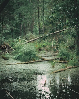A lush, dense forest environment featuring a small body of water covered with green algae. Fallen trees and branches lie across the water, surrounded by thick vegetation and tall trees in the background. The scene suggests a serene natural setting with abundant greenery.