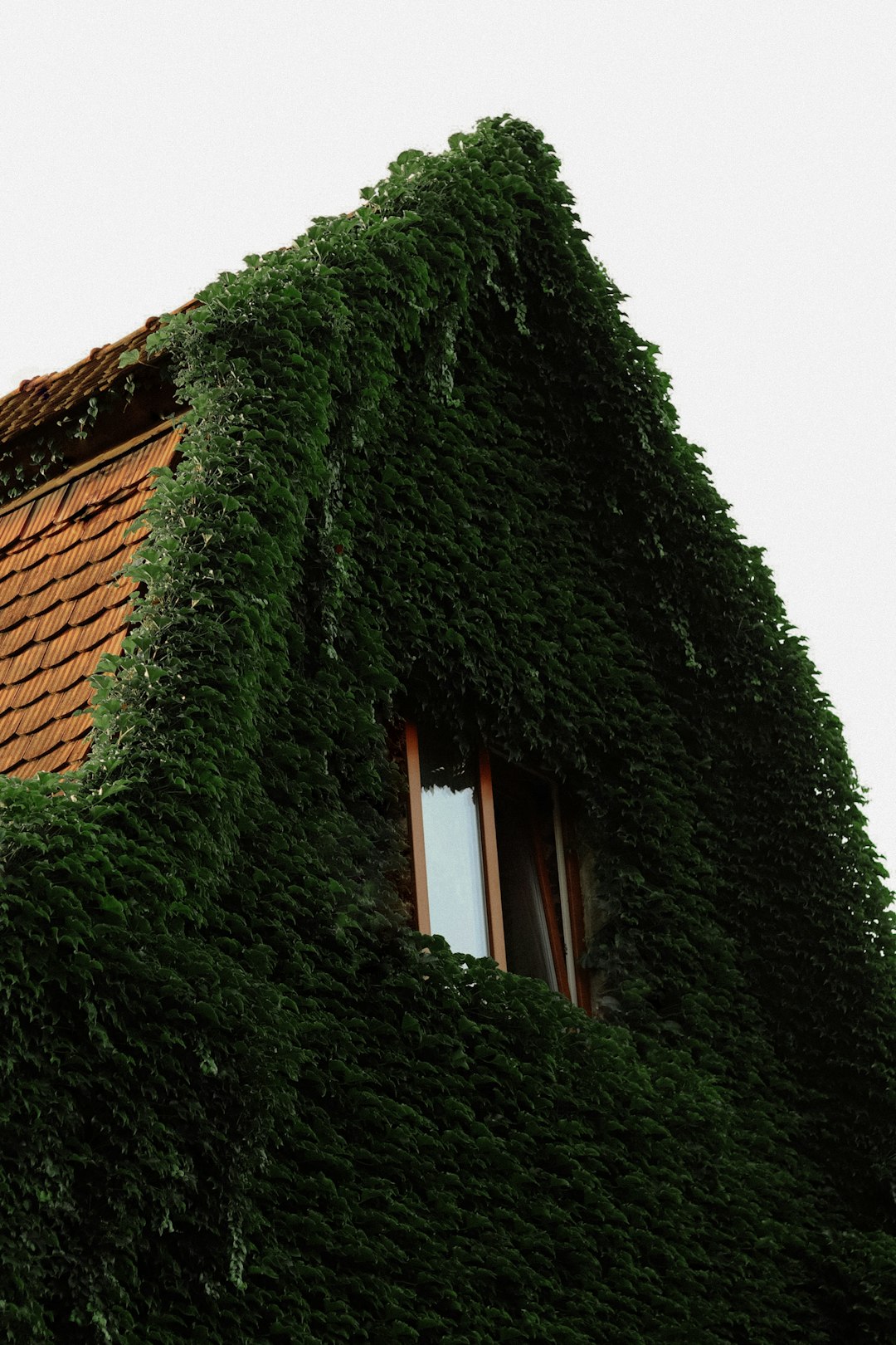 green plant covered brown brick house