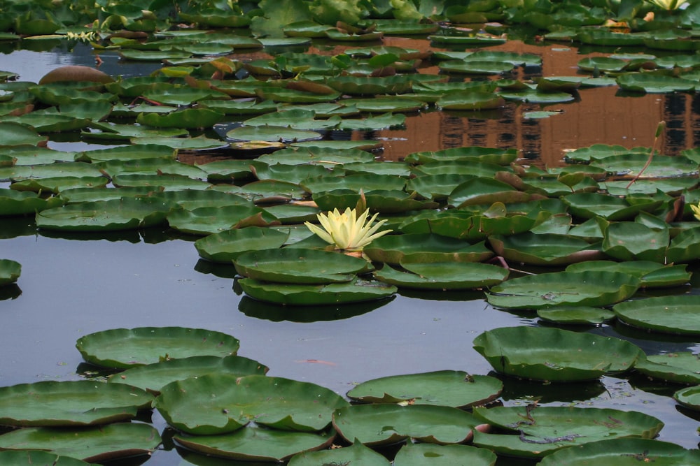 green water lilies on water