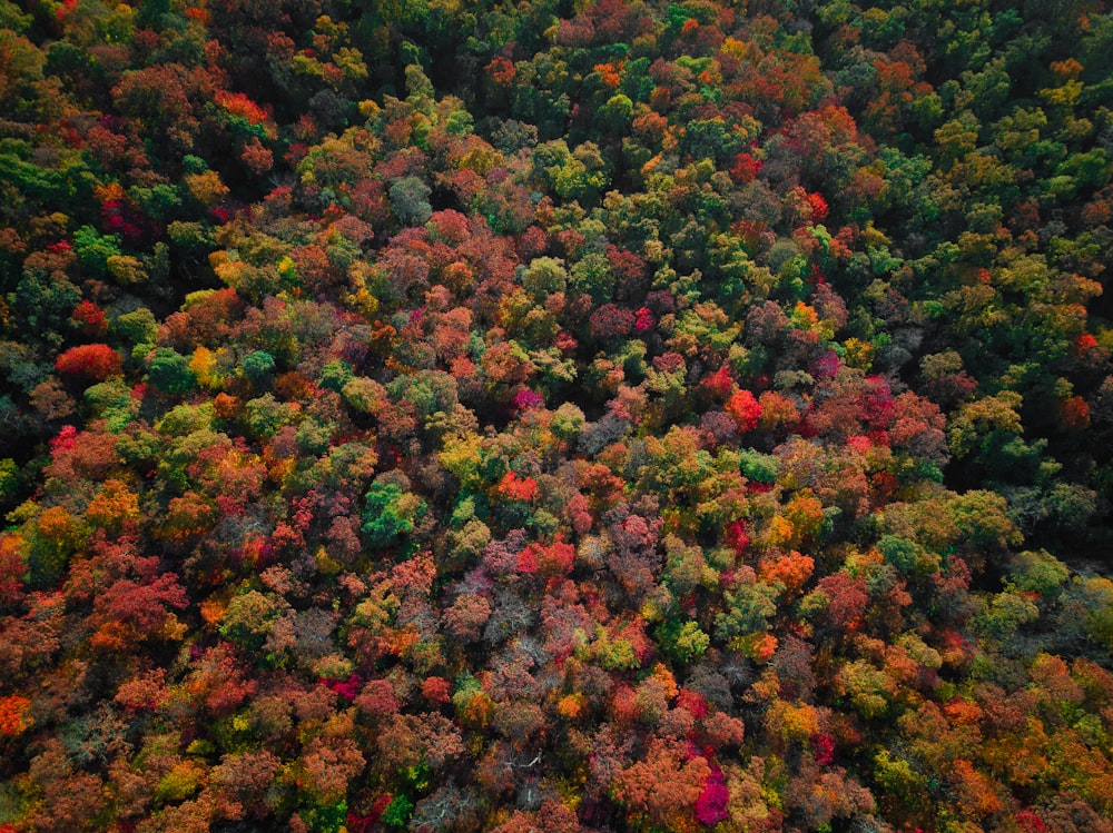 green and red trees during daytime