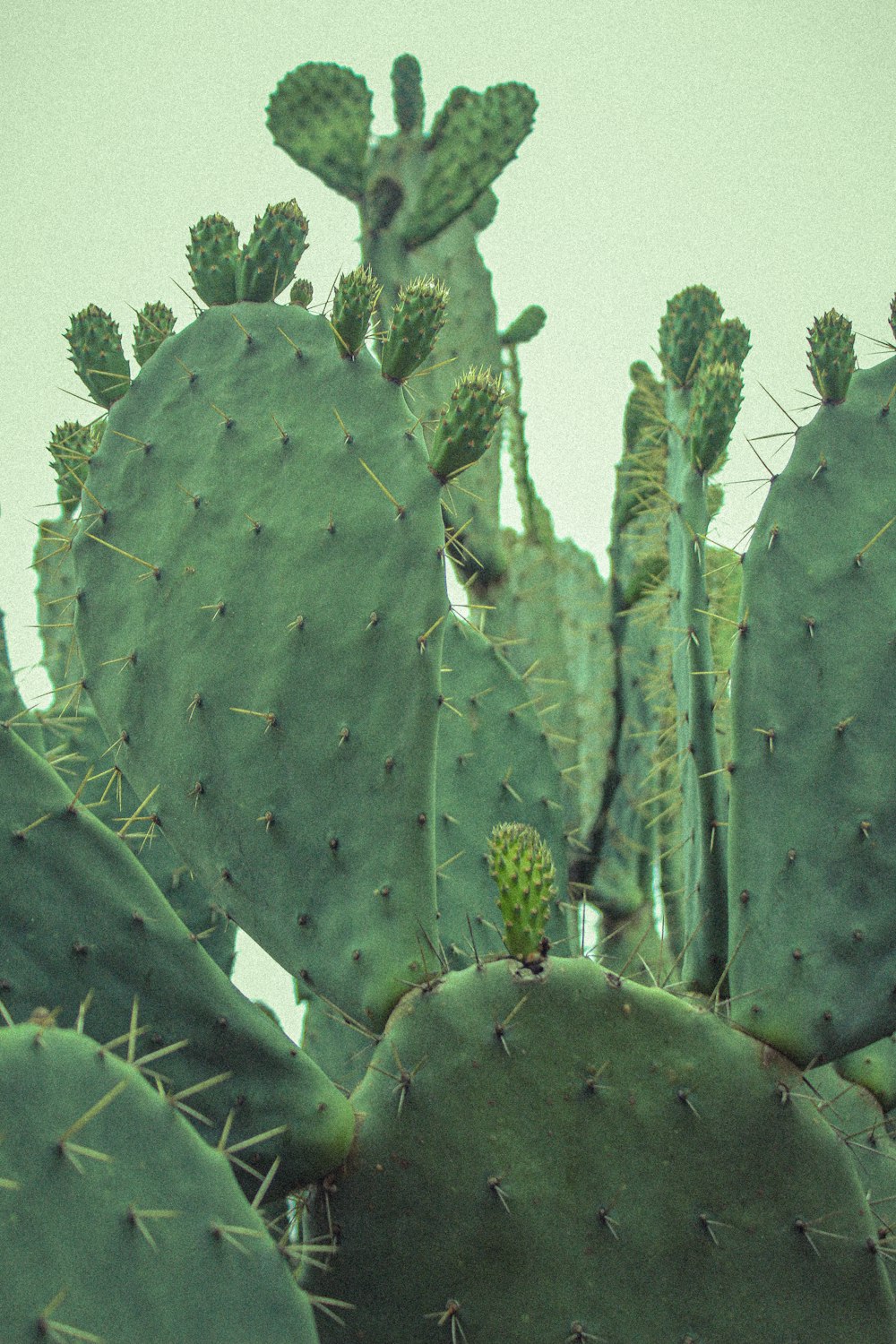 green cactus plant in close up photography