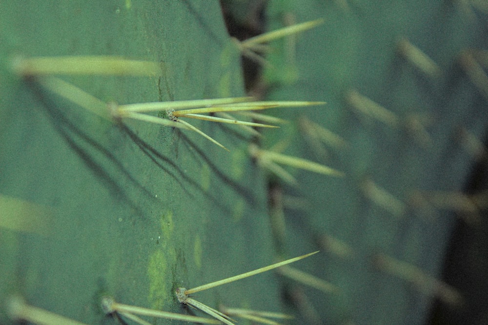 green leaf plant on green textile