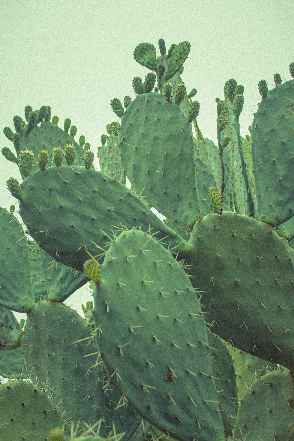 green cactus plant in close up photography