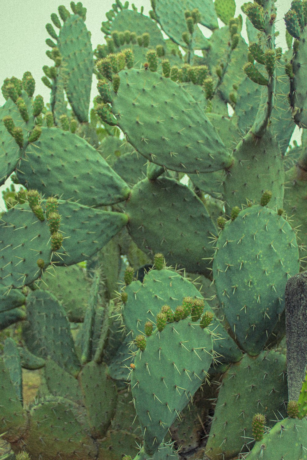 planta de cacto verde durante o dia