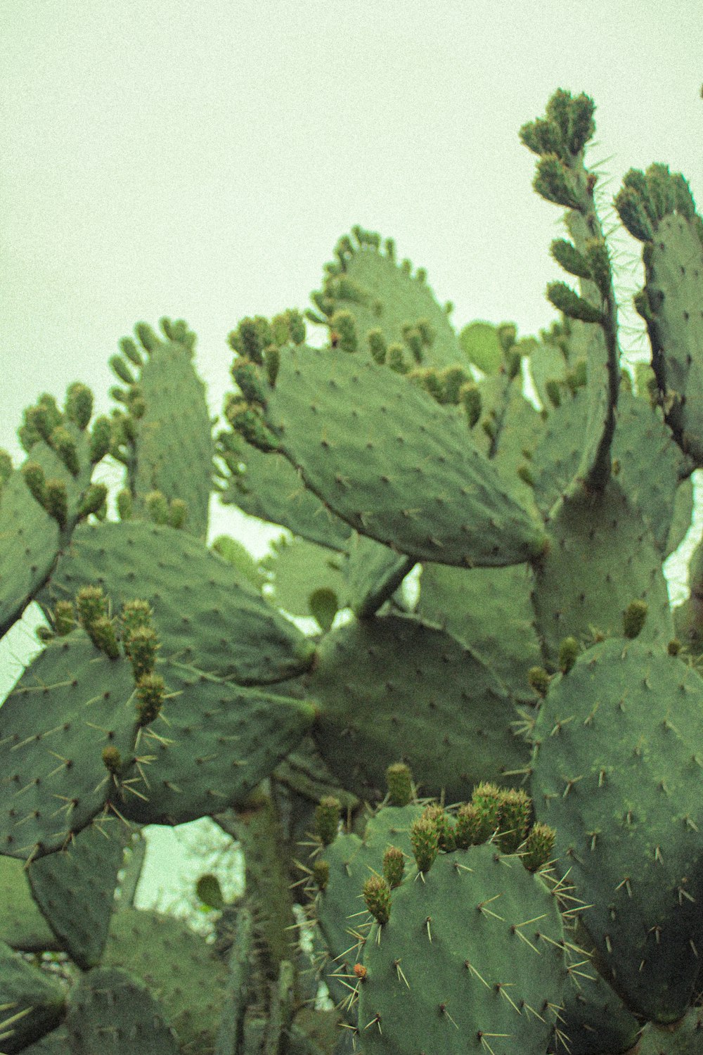 planta de cacto verde durante o dia