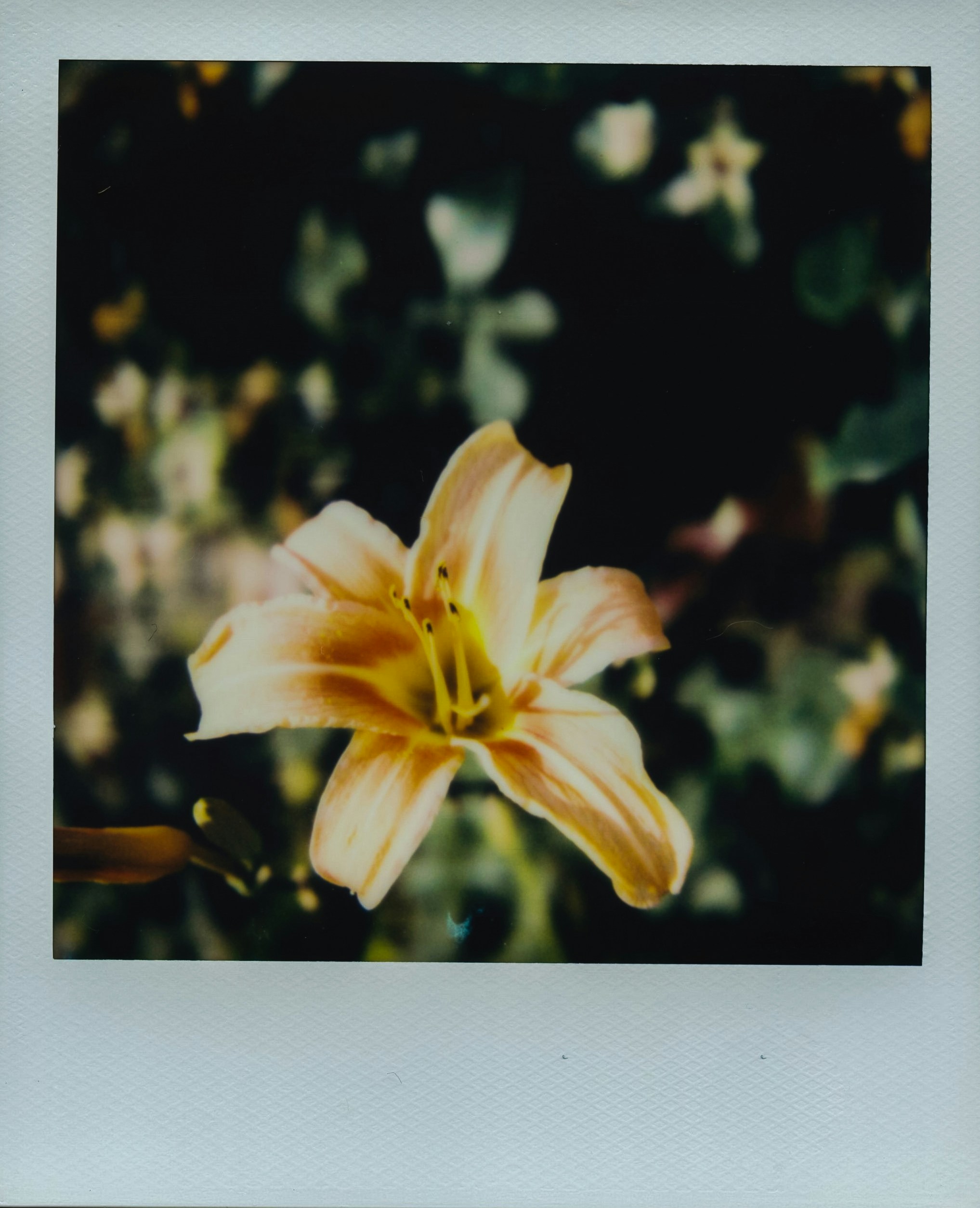 flor branca e amarela na lente tilt shift