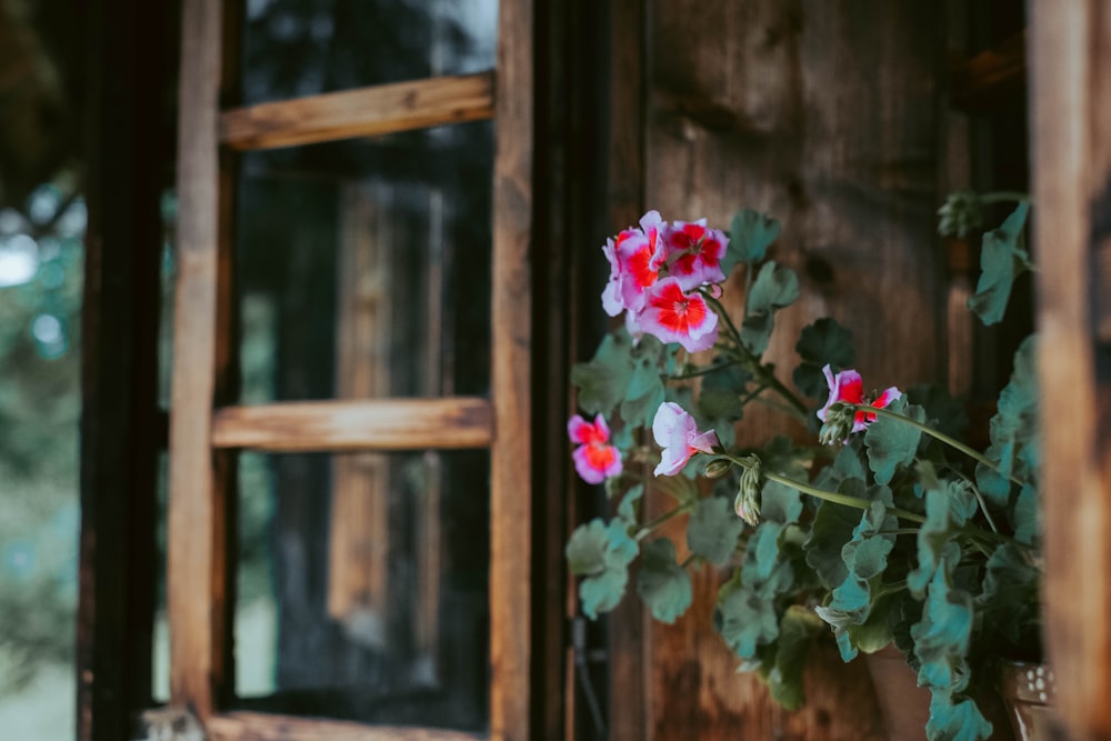 pink flowers on brown wooden shelf