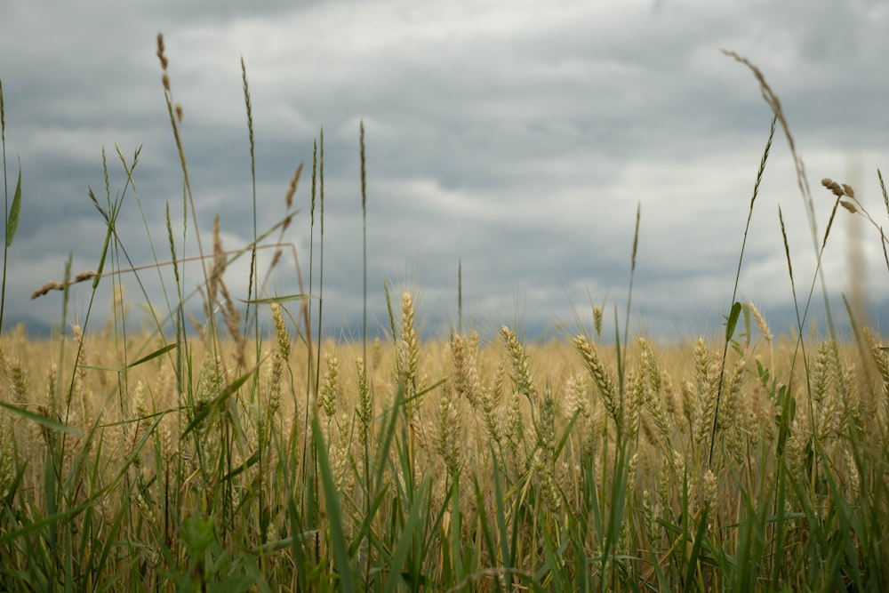 green grass field under white clouds during daytime