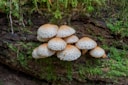 white mushrooms on brown soil